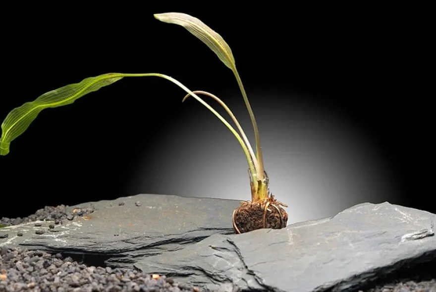 Madagaskar-Aponogeton, Aponogeton madagascariensis var. henkelianus