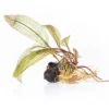Madagaskar-Aponogeton, Aponogeton madagascariensis var. madagascariensis (fenestralis)