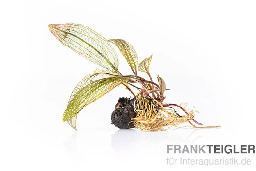 Madagaskar-Aponogeton, Aponogeton madagascariensis var. madagascariensis (fenestralis)