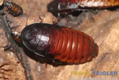 Madagaskar-Fauchschabe, Gromphadorhina portentosa