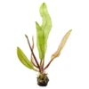 Madagaskar-Gitterpflanze, Aponogeton madagascariensis, lose Knolle