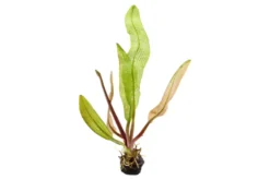 Madagaskar-Gitterpflanze, Aponogeton madagascariensis, lose Knolle