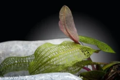 Madagaskar-Gitterpflanze, Aponogeton madagascariensis, lose Knolle