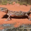 Madagaskar Großkopfgecko, Paroedura picta