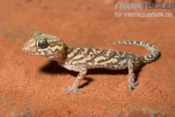 Madagaskar Großkopfgecko, Paroedura picta