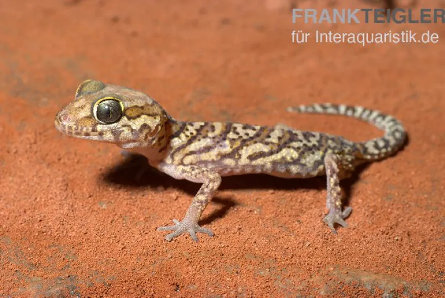 Madagaskar Großkopfgecko, Paroedura picta