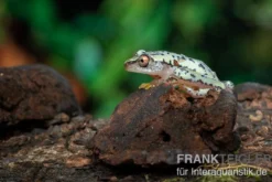 Madagaskar-Riedfrosch, Heterixalus madagascariensis