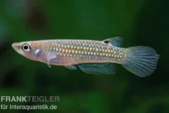 Madras-Hechtling, Aplocheilus blockii