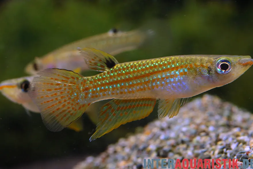 Madras-Hechtling, Aplocheilus blockii