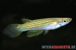 Madras-Hechtling, Aplocheilus blockii