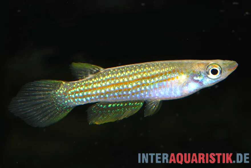 Madras-Hechtling, Aplocheilus blockii