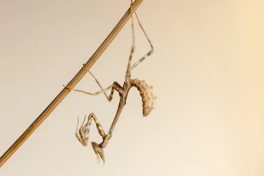 Mainzelmann Mantis, Empusa hedenborgii