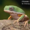 Makifrosch, Phyllomedusa hypochondrialis