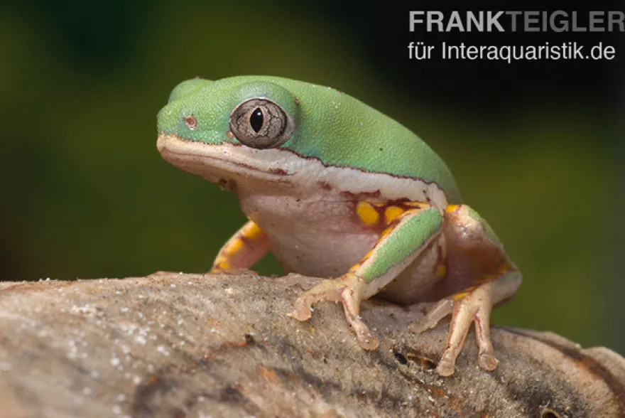 Makifrosch, Phyllomedusa hypochondrialis