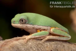 Makifrosch, Phyllomedusa hypochondrialis