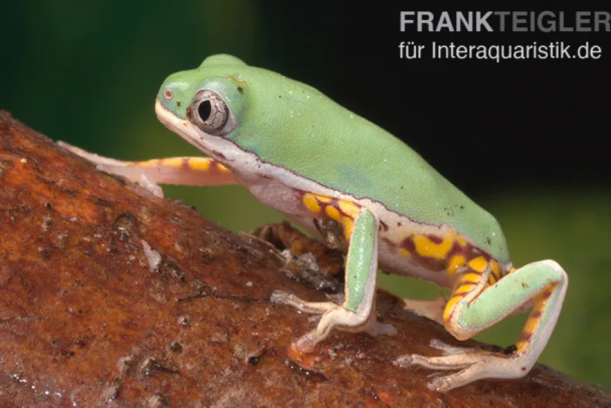 Makifrosch, Phyllomedusa hypochondrialis