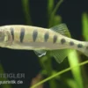 Makrelenbarbe, Barilius pulchellus/Opsarius pulchellus