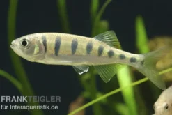 Makrelenbarbe, Barilius pulchellus/Opsarius pulchellus