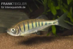 Makrelenbarbe, Barilius pulchellus/Opsarius pulchellus