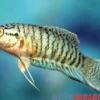 Makropode Blue Snakeskin, Macropodus opercularis