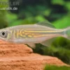 Malabarbärbling, Devario aequipinnatus