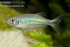 Malabarbärbling, Devario aequipinnatus