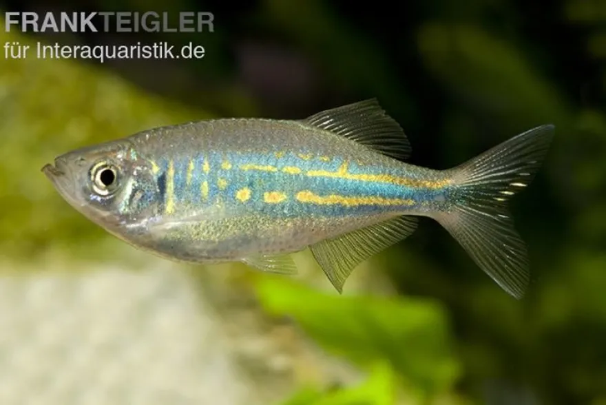 Malabarbärbling, Devario aequipinnatus