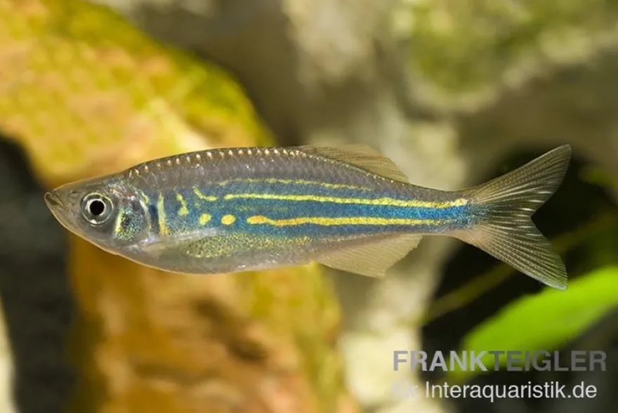 Malabarbärbling, Devario aequipinnatus