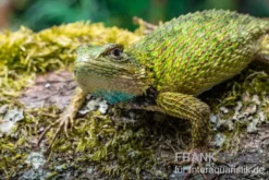 Malachit-Stachelleguan, Sceloporus malachiticus, gemischt