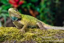 Malachit-Stachelleguan, Sceloporus malachiticus, gemischt