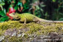 Malachit-Stachelleguan, Sceloporus malachiticus, gemischt