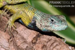 Malachit-Stachelleguan, Sceloporus malachiticus, gemischt