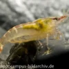 Malaya-Zwerggarnele, Caridina cf. babaulti
