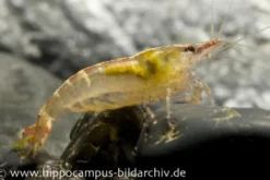 Malaya-Zwerggarnele, Caridina cf. babaulti