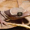 Malayischer Bogenfingergecko, Cyrtodactylus pulchellus