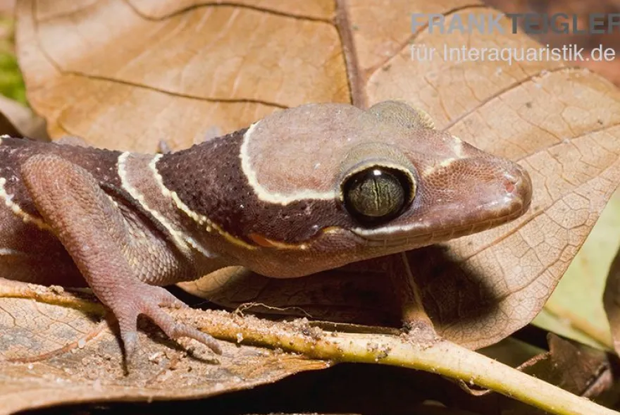 Malayischer Bogenfingergecko, Cyrtodactylus pulchellus