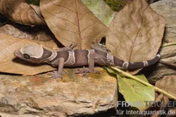 Malayischer Bogenfingergecko, Cyrtodactylus pulchellus