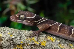 Malayischer Bogenfingergecko, Cyrtodactylus pulchellus