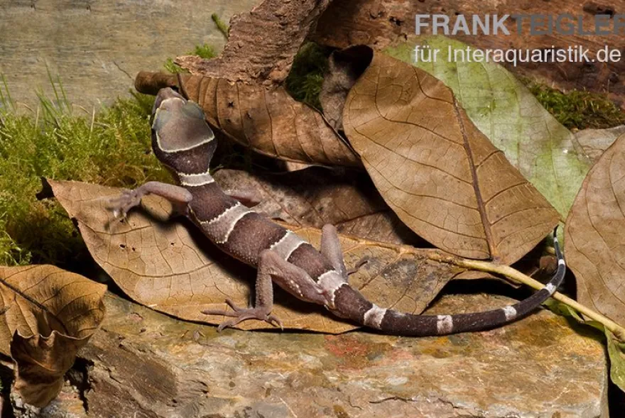 Malayischer Bogenfingergecko, Cyrtodactylus pulchellus