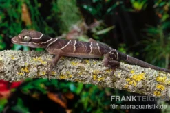Malayischer Bogenfingergecko, Cyrtodactylus pulchellus