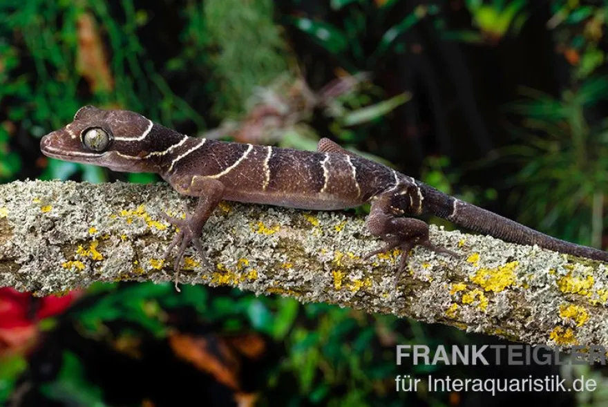 Malayischer Bogenfingergecko, Cyrtodactylus pulchellus
