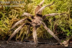 Malaysia-Vogelspinne, Coremiocnemis cunicularia