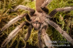 Malaysia-Vogelspinne, Coremiocnemis cunicularia