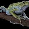 Malaysische Baumkröte, Rentapia flavomaculata