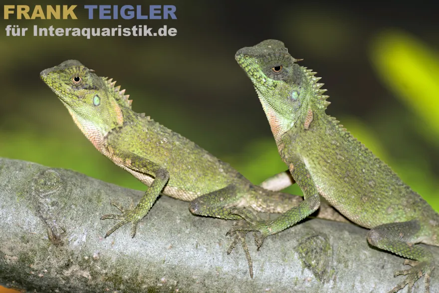 Malaysischer Nackenstachler, Acanthosaura armata