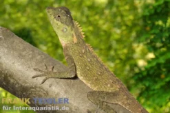 Malaysischer Nackenstachler, Acanthosaura armata