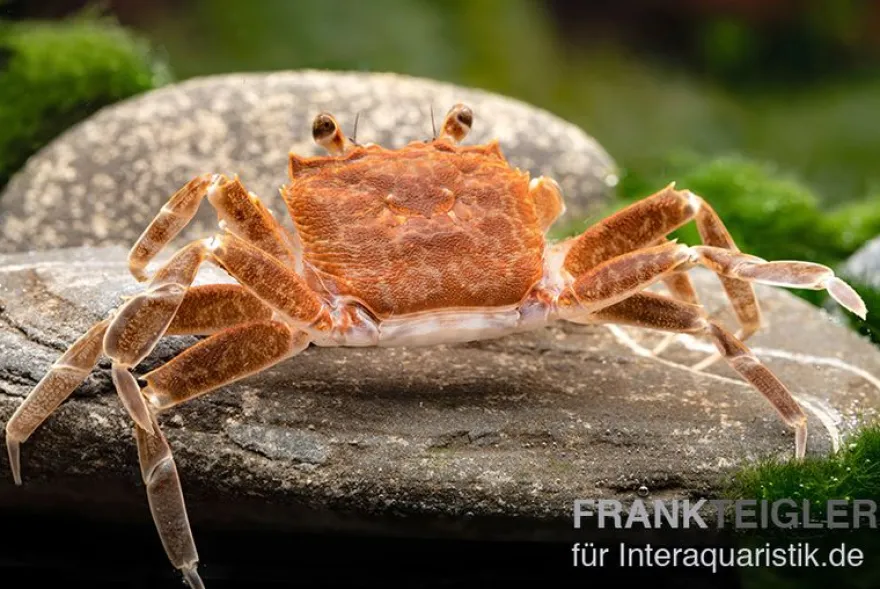 Malilikrabbe, Nautilothelphusa zimmeri, Zufällig ausgewählt