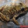 Mallorca‑Geburtshelferkröte, Alytes muletensis, Kaulquappe