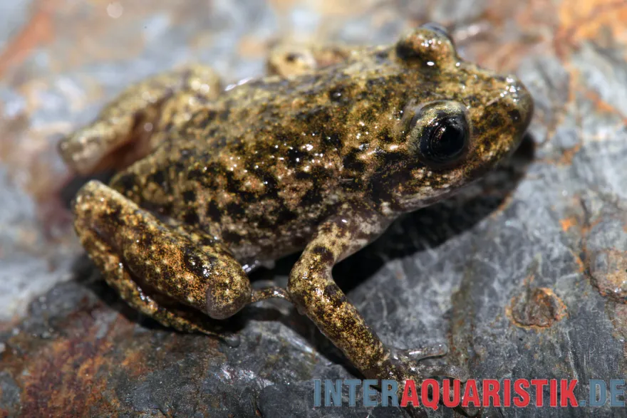 Mallorca‑Geburtshelferkröte, Alytes muletensis, Kaulquappe