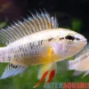 Manacacias-Zwergbuntbarsch, Apistogramma D24, 3-4 cm
